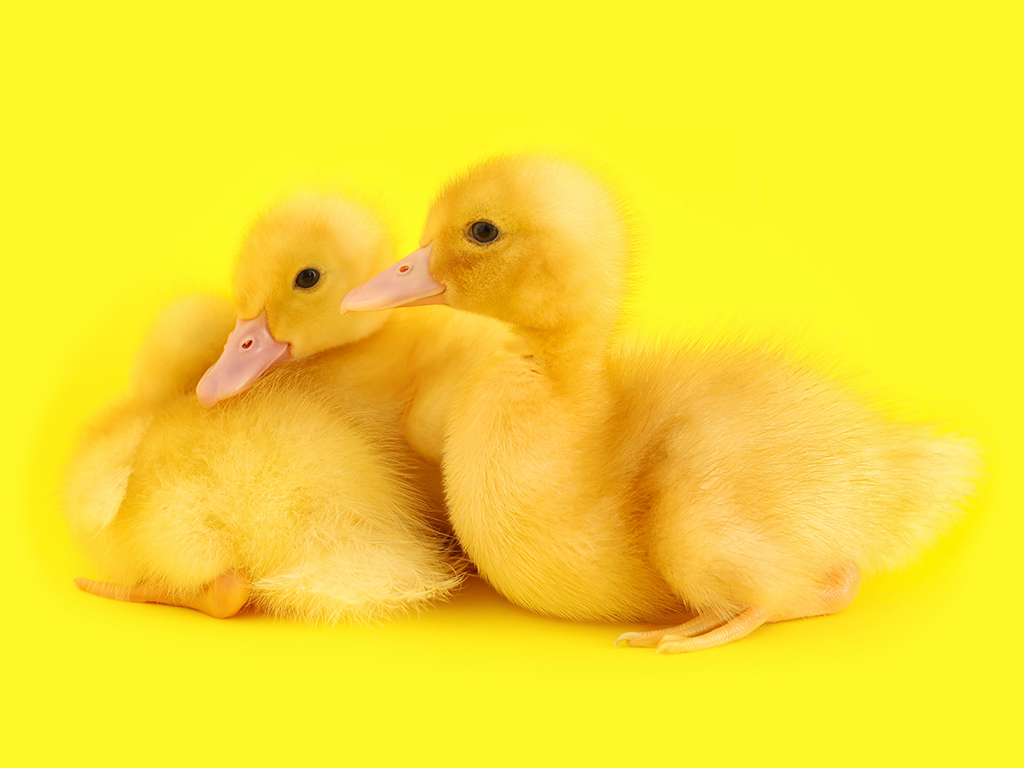 cute-yellow-ducklings-on-yellow-background
